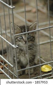 A Humane Society Kitten Peering Out Of A Kennel.