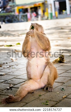 A humanlike capuchin monkey eating a leaf on the street