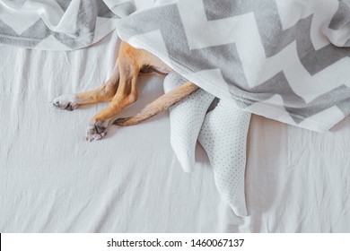 Human's And Dog's Legs Sticking Out Of A Blanket. Having A Sleep-in, Laziness Concept: A Pet And A Human Rest In A Cozy Clean Bed Together