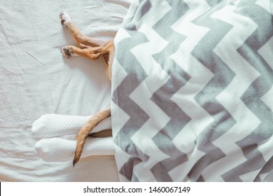 Human's And Dog's Legs Sticking Out Of A Blanket. Having A Sleep-in, Laziness Concept: A Pet And A Human Rest In A Cozy Clean Bed Together