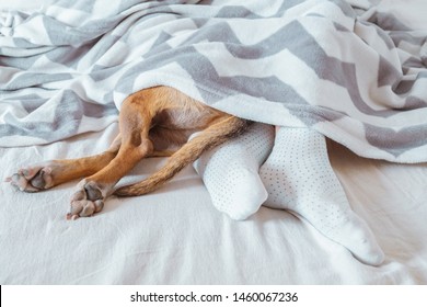 Human's And Dog's Legs Sticking Out Of A Blanket. Having A Sleep-in, Laziness Concept: A Pet And A Human Rest In A Cozy Clean Bed Together