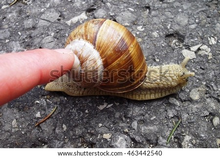 Similar – Image, Stock Photo Snail rescue operation!