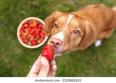 Human's hand giving a dog a strawberry. Heathy dog nutrition with fruits.
