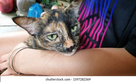 Human's Hand Hugging Unwanted Cat At Animal Shelter.