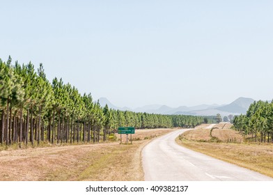 HUMANSDORP, SOUTH AFRICA - FEBRUARY 28, 2016:  The R102 Regional Road Between Humansdorp And Plettenberg Bay, Next To Pine Tree Plantations