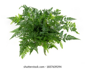 Humata Tyermannii - White Rabbit's Foot Fern