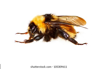 Humble-bee Images, Stock Photos & Vectors | Shutterstock