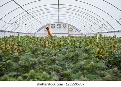 298 Humboldt County Cannabis Images, Stock Photos & Vectors | Shutterstock