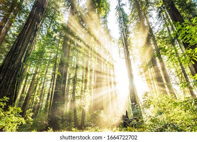 Humboldt County Redwoods, Northern California