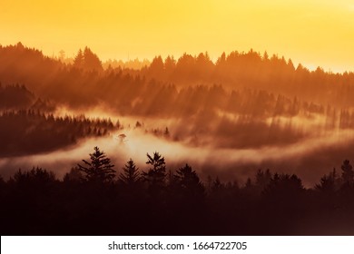 Humboldt County Redwoods, Northern California