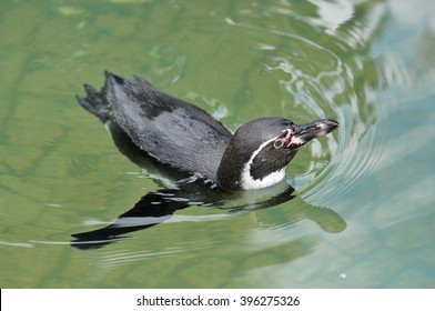 Humboldt Penguin
