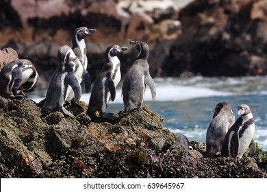 Humboldt Penguin