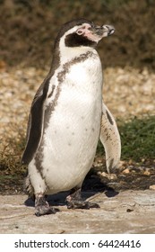 A Humboldt Penguin