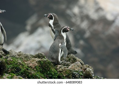 Humboldt Penguin