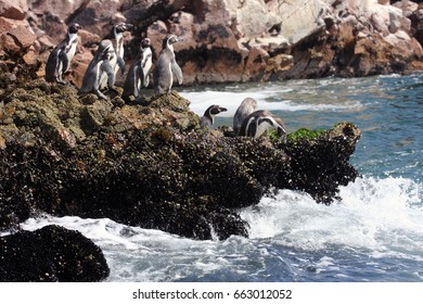 Humboldt Penguin