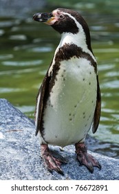 Humboldt Penguin