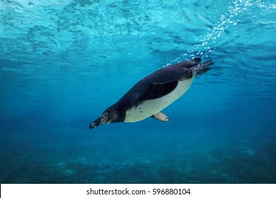 Humboldt penguin diving underwater