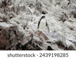 Humboldt penguin, Islas Ballestas Islands, Peru