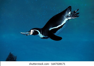 Humboldt Penguin, Spheniscus Humboldti, Adult Fishing, With Fish In Beak  