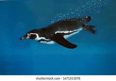 Humboldt Penguin, spheniscus humboldti swimming  