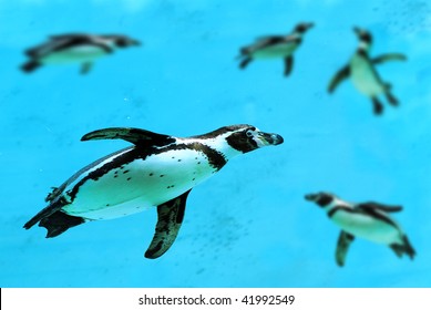 Humboldt penguin (Spheniscus humboldti) swimming under water