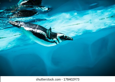 Humboldt Penguin (Spheniscus humboldti) also termed Peruvian Penguin, or Patranca, swimming in the clear water.