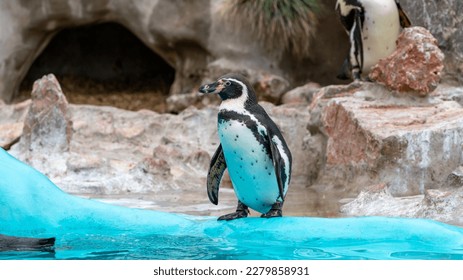 Pingüino Humboldt parado frente a la cámara