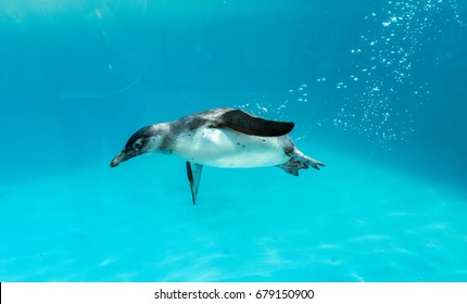 Humboldt Penguin swimming under the water