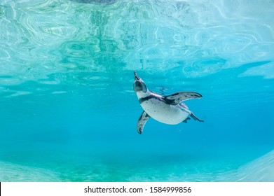 Humboldt penguin swimming underwater towards camera.