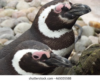 Humboldt Penguins At Blackpool Zoo