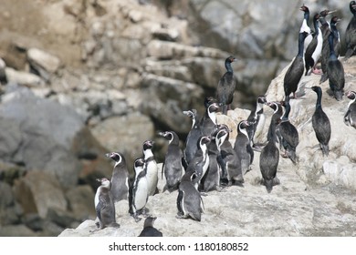 Humboldt Penguins On Guano Island