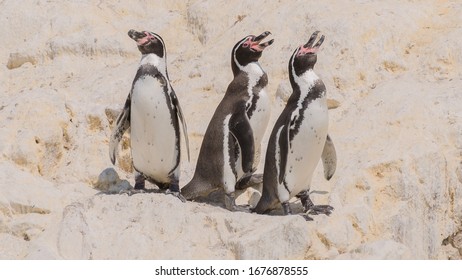 Humboldt penguins (Spheniscus humboldti) sitting on a rock on the Islas Ballestas, a popular tourist destination in Peru