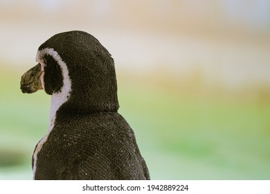 Humboldt penguins at the zoo park - Powered by Shutterstock