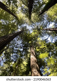 Humboldt Redwoods State Park, Of The Giants