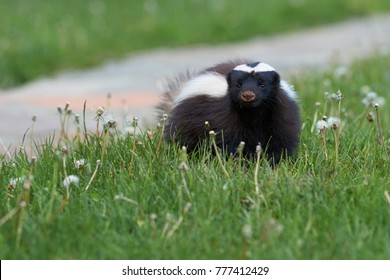 Humboldt's Hog-nosed Skunk (Conepatus Humboldti) Searching For Food In Valle Chacabuco, Patagonia, Chile