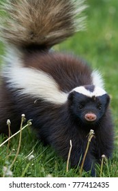 Humboldt's Hog-nosed Skunk (Conepatus Humboldti) Searching For Food In Valle Chacabuco, Patagonia, Chile