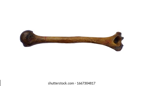 Humerus bone of human on isolated white background, posterior view