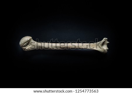Humerus human bone close up isolated on black background