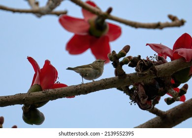 Hume's Leaf Warbler Is Standing On The Branch Of Kapok, Going To Eat Thr Buds.