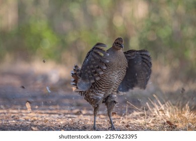 Hume's pheasant, Mrs Hume's pheasant, Bar-tailed pheasant Female (Syrmaticus humiae) relax in nature. - Shutterstock ID 2257623395