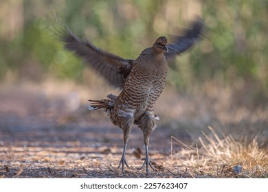Hume's pheasant, Mrs Hume's pheasant, Bar-tailed pheasant Female (Syrmaticus humiae) relax in nature. - Shutterstock ID 2257623407
