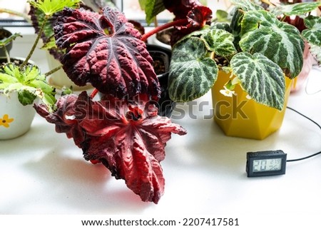 Humidity and temperature sensor for proper care of plants at home. Begonia decorative deciduous in the interior of the house. Hobbies in growing, caring for plants, greenhome, gardening at home.
