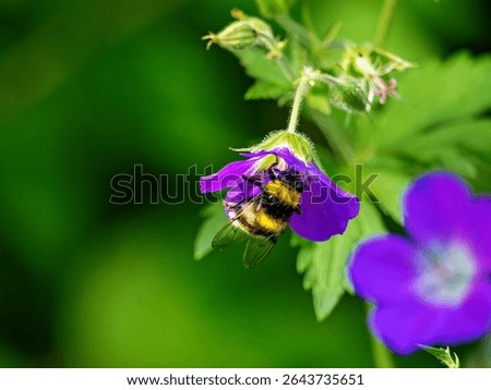 Hummel hoverfly on a flower