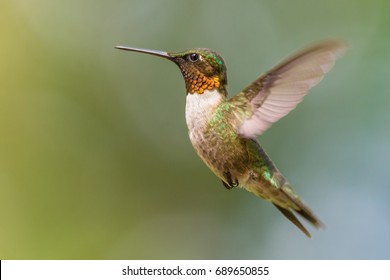 Humming Bird