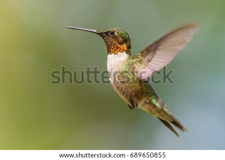 Humming Bird