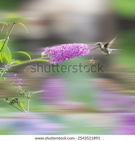 Similar – Pigeon tail in whirring flight