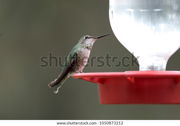 Humming Bird Drinking Sugar Water Bird Stock Photo Edit Now