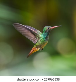 Humming Bird Flies