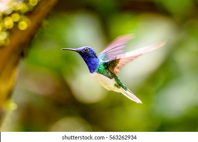 Humming Bird Flies