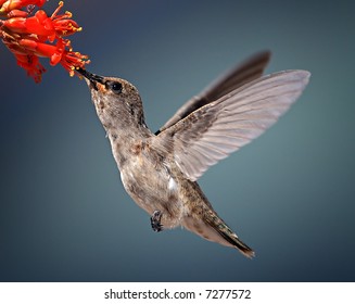 Humming Bird In Flight